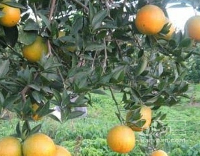 فروش پرتقال محلی