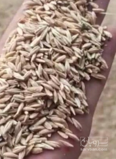 فروش جو
