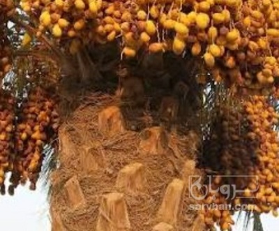 فروش خرما