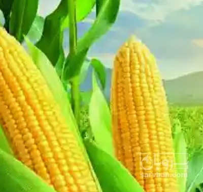 فروش ذرت