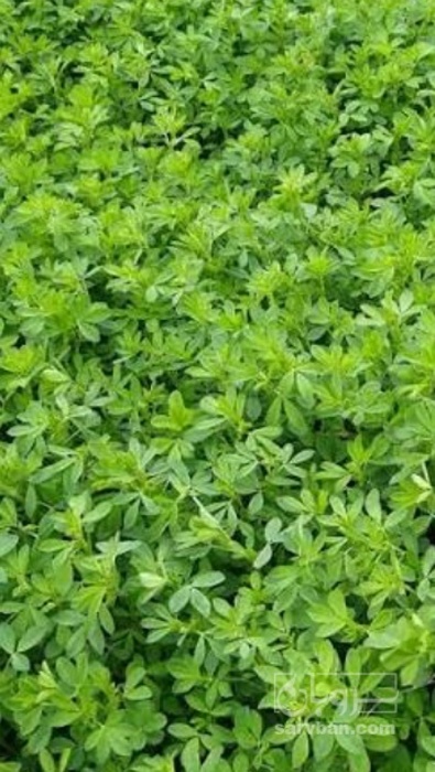 فروش یونجه