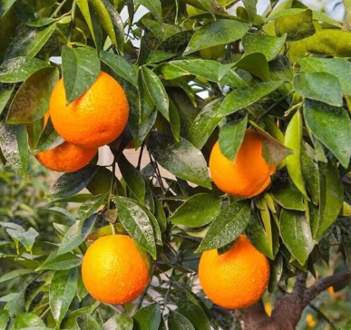 فروش پرتقال