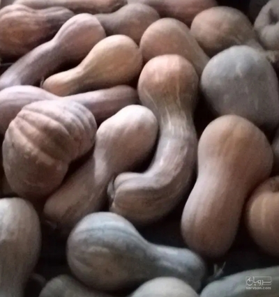 فروش کدو