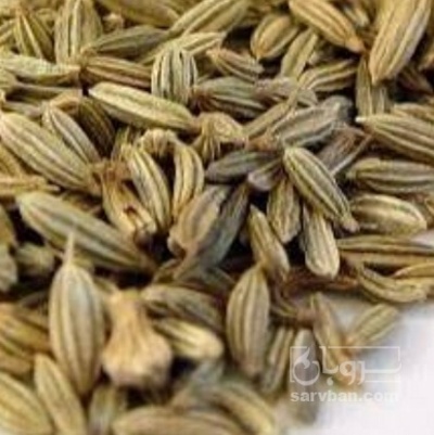 فروش رازیانه (گیاه‌ دارویی)
