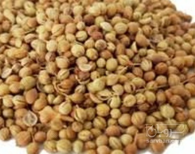 فروش گشنیز