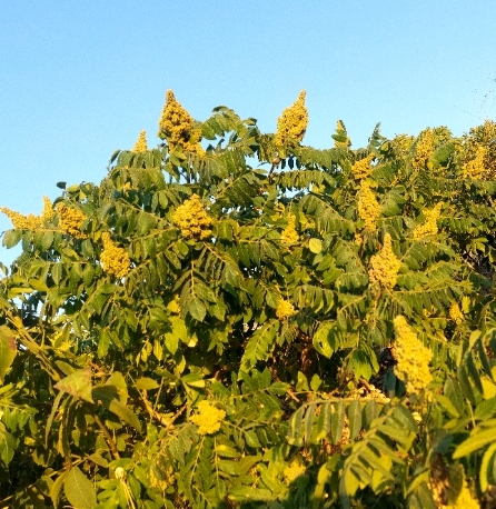 فروش سماق