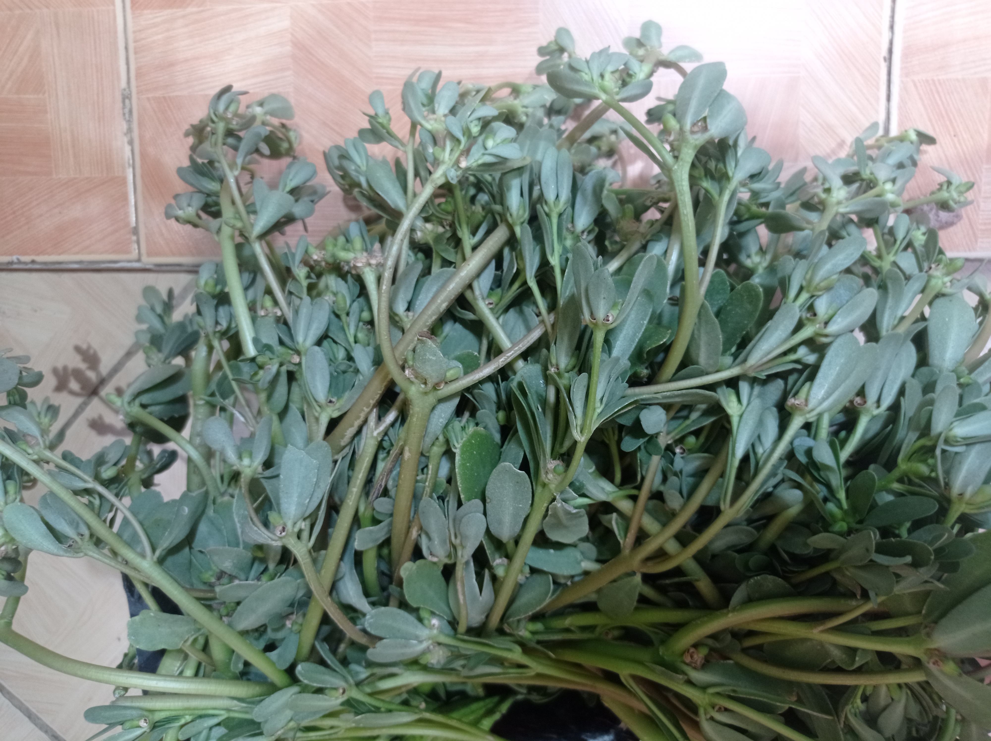 فروش خرفه (گیاه‌ دارویی)