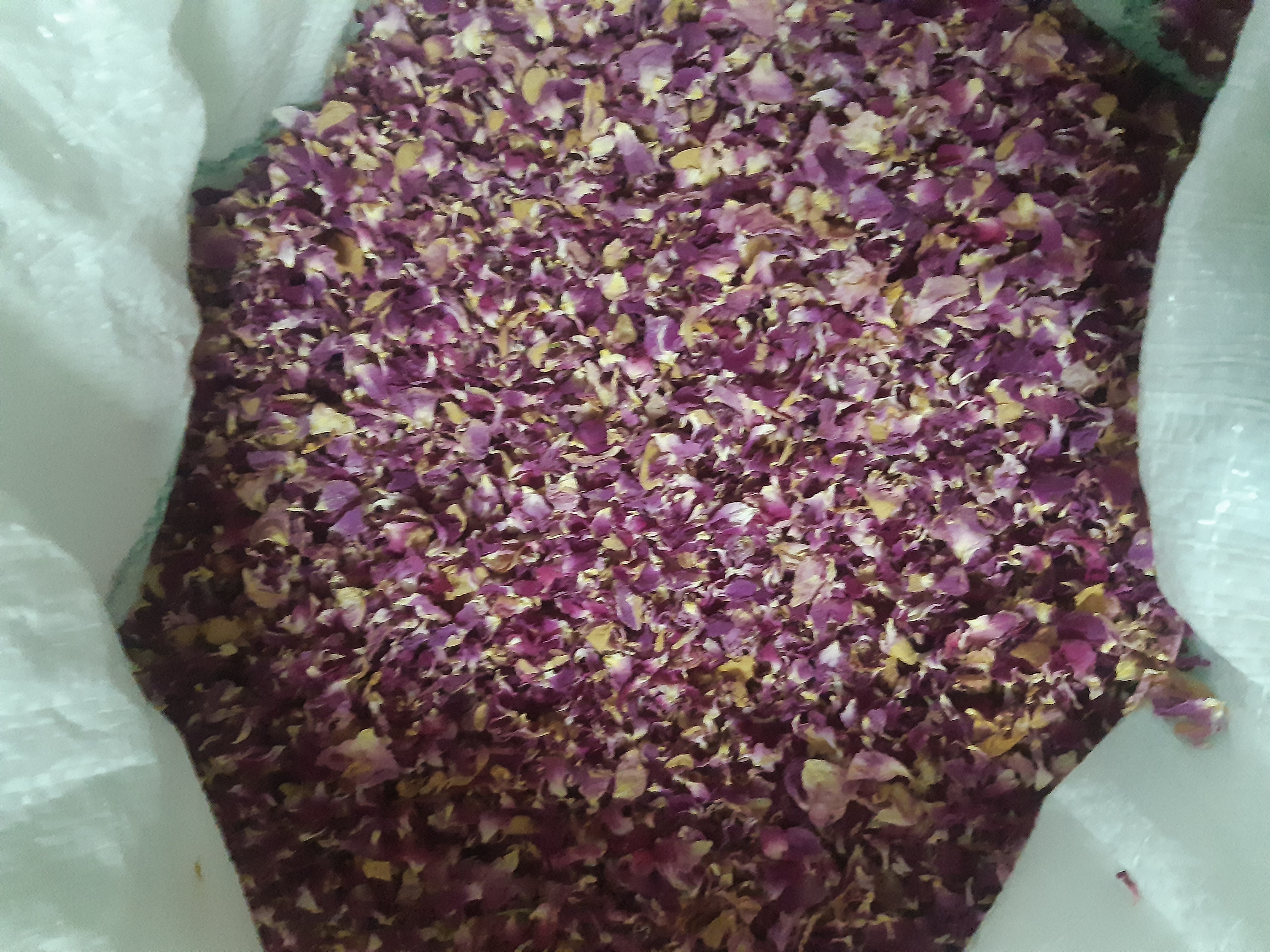 فروش گل محمدی (گیاه‌ دارویی)