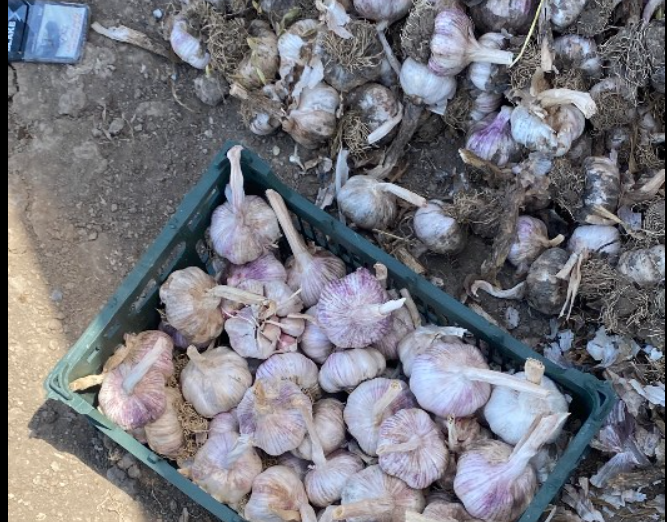 فروش سیر