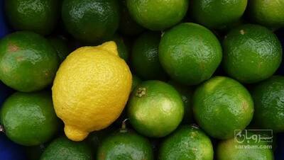 فروش لیمو سنگی