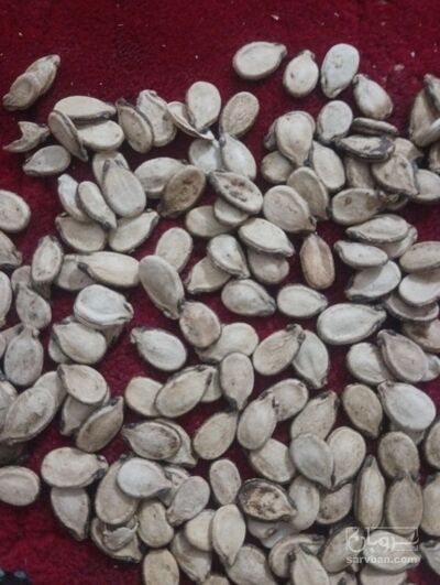 فروش تخمه هندوانه خام