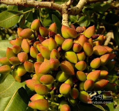 فروش پسته