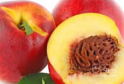 فروش شلیل