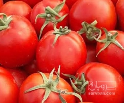 فروش گوجه فرنگی