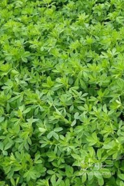 فروش یونجه