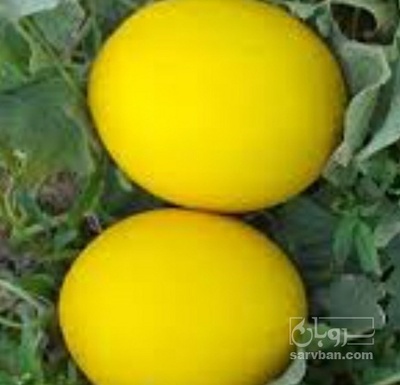 فروش خربزه