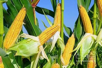 فروش ذرت علوفه ای