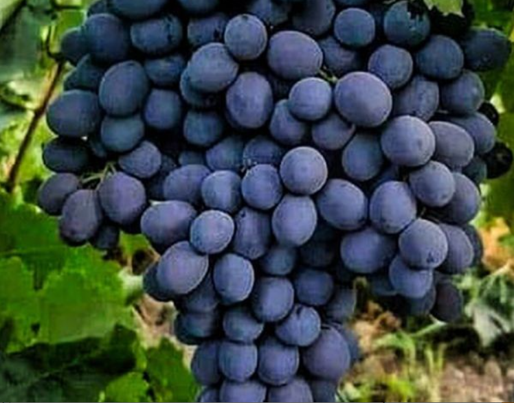فروش انگور