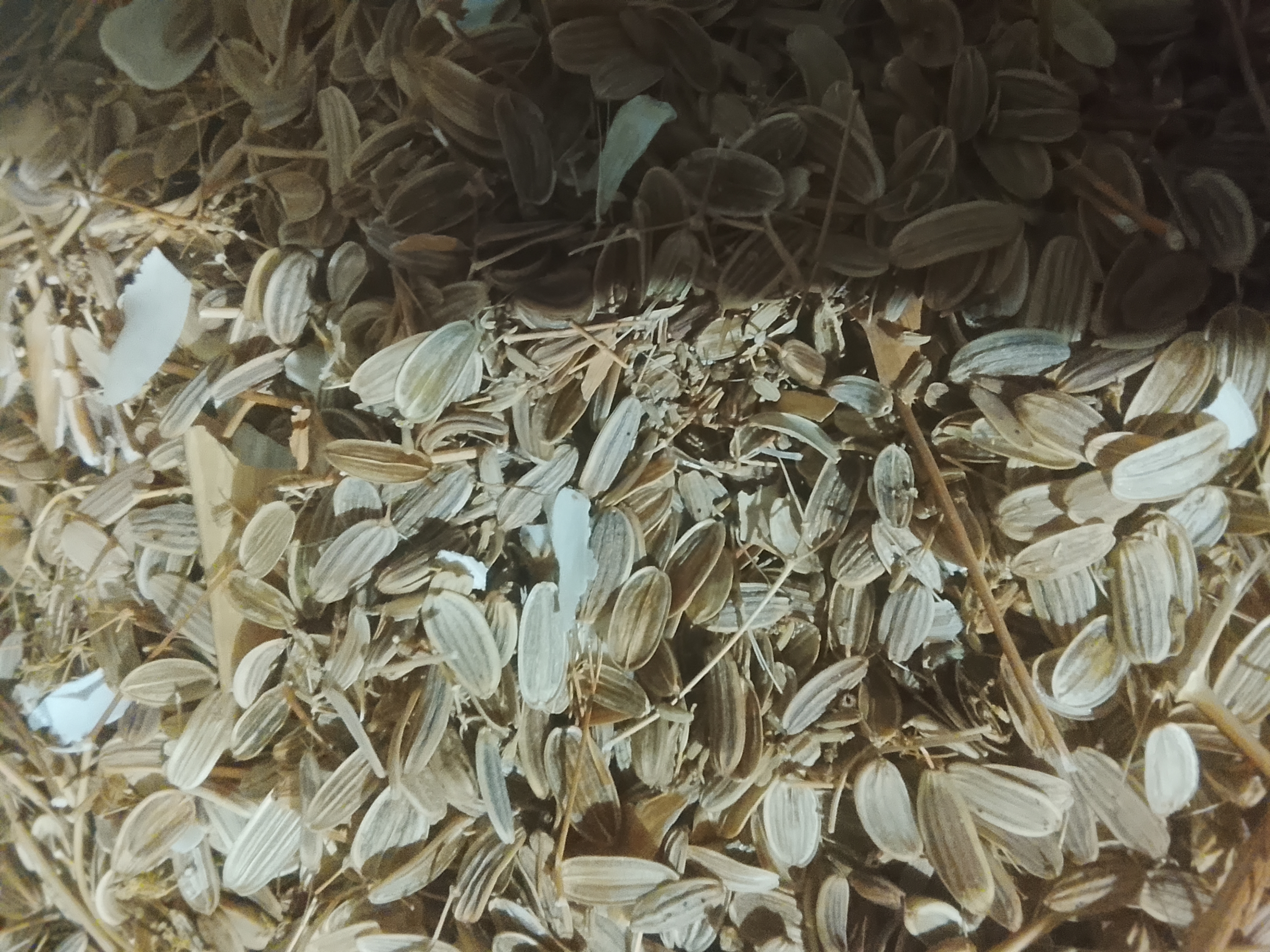فروش بذر  باریجه (گیاه‌ دارویی)