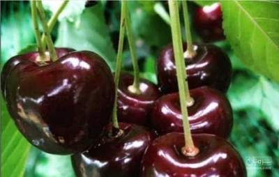 فروش گیلاس