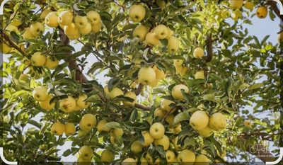 فروش سیب زرد
