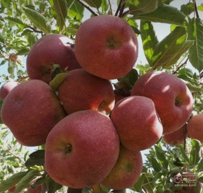 فروش سیب گلاب