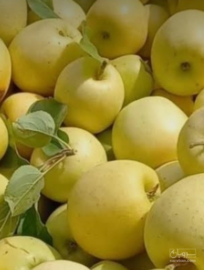 فروش سیب زرد