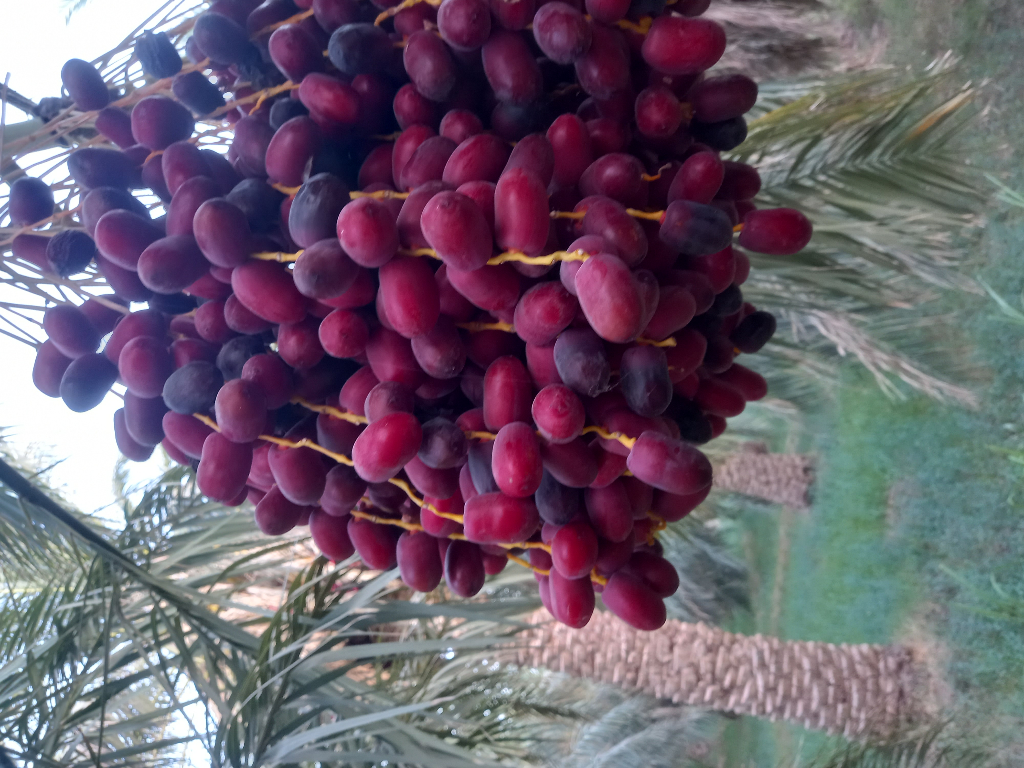 فروش خرما