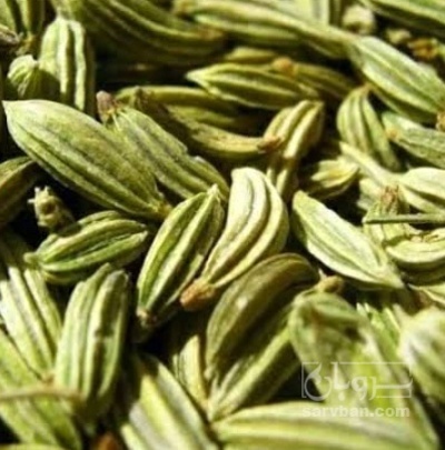 فروش زیره سبز