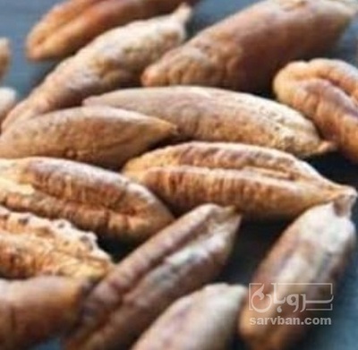 فروش هسته خرما
