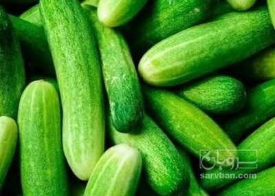 فروش خیار