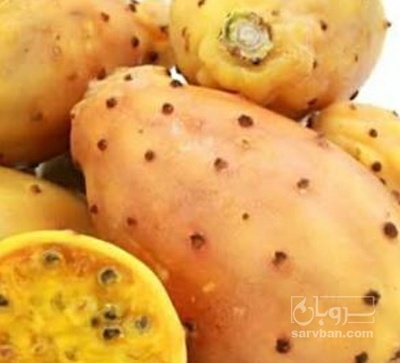 فروش میوه کاکتوس اپونیا زرد