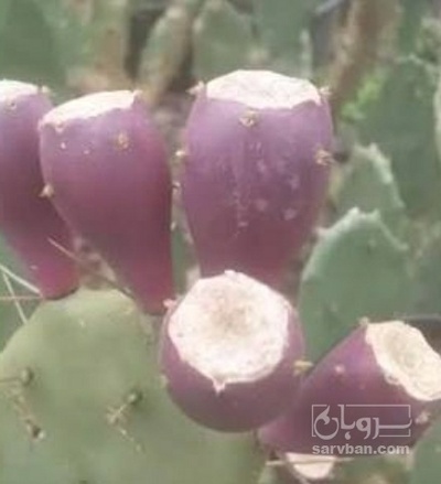 فروش میوه کاکتوس اپونیا بنفش