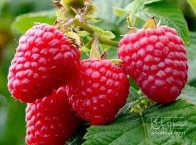 فروش میوه رزبری