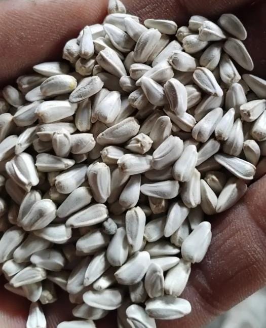 فروش گلرنگ