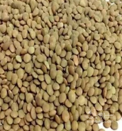 فروش عدس