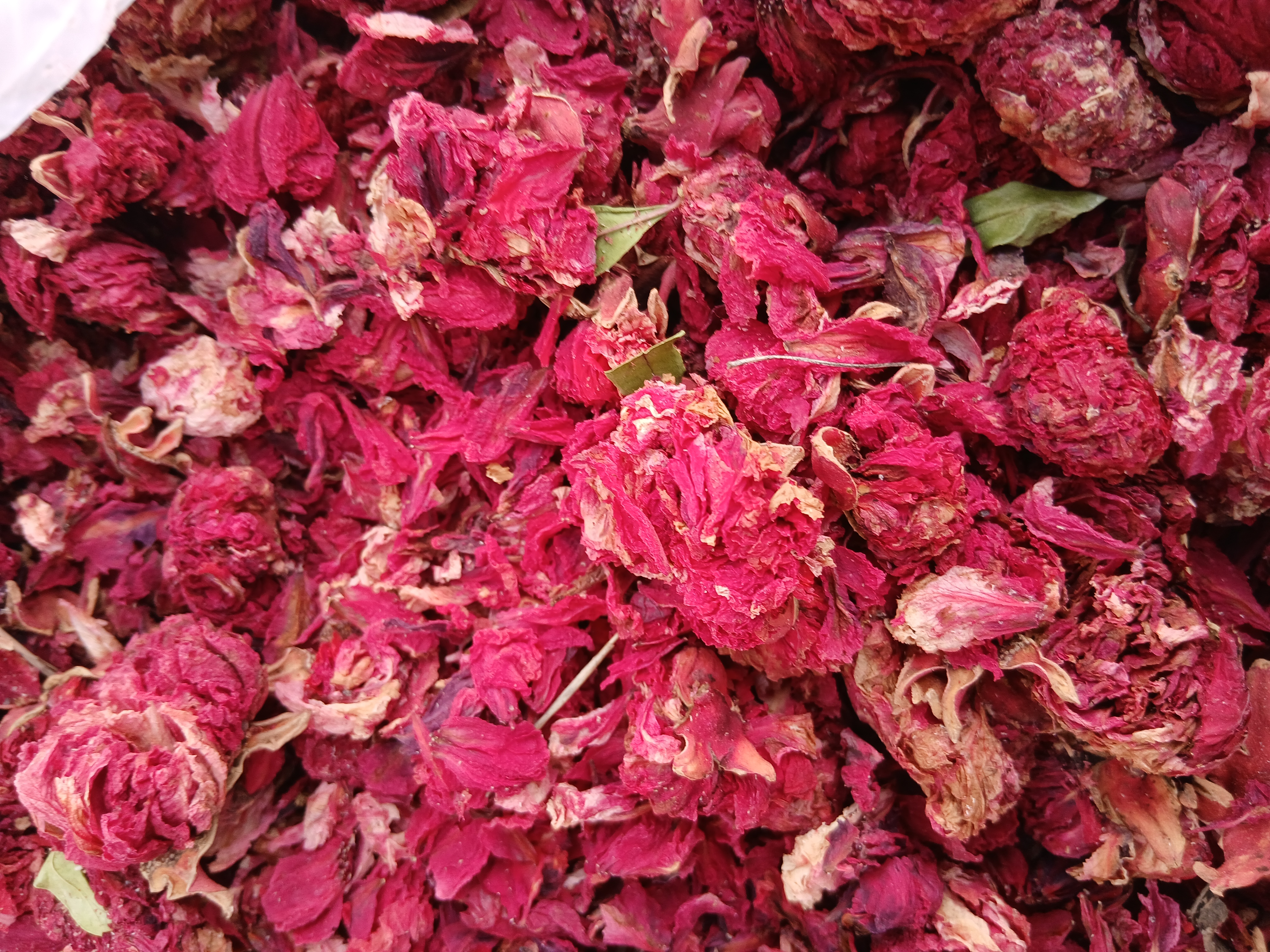فروش گلنار فارسی ( گل انار ) (گیاه‌ دارویی)