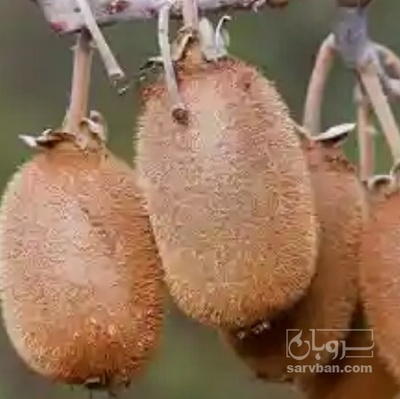 فروش  کیوی