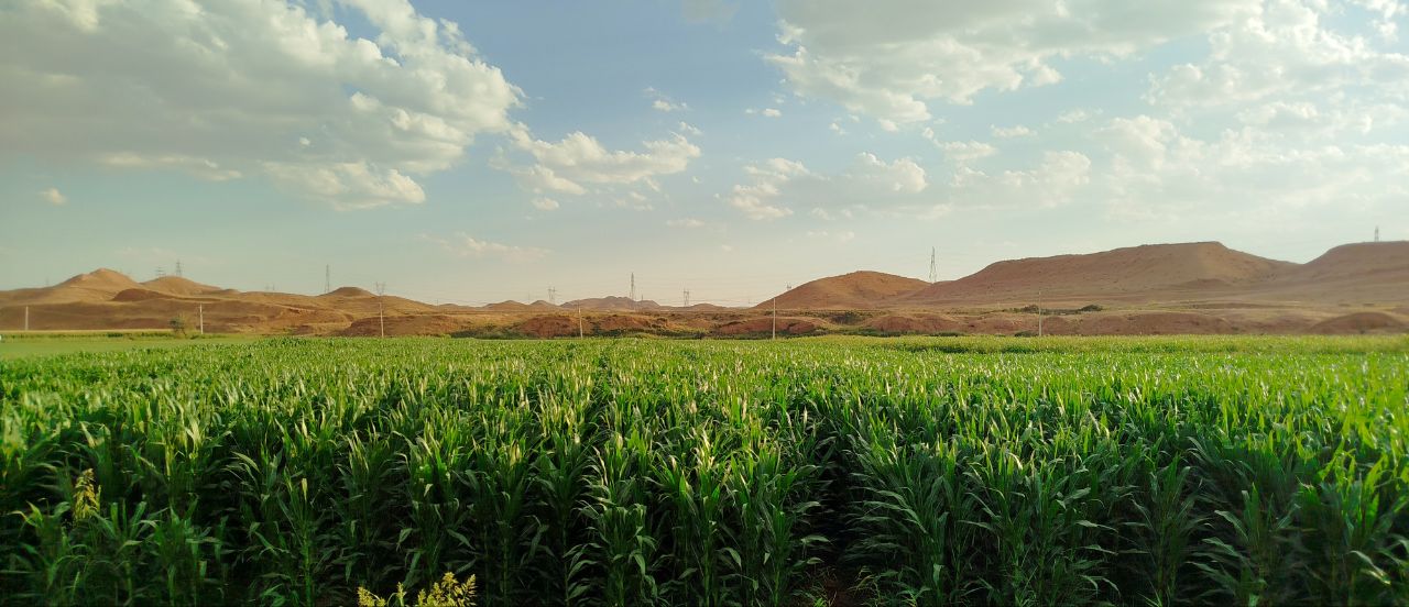 فروش محصول ذرت علوفه کد704
