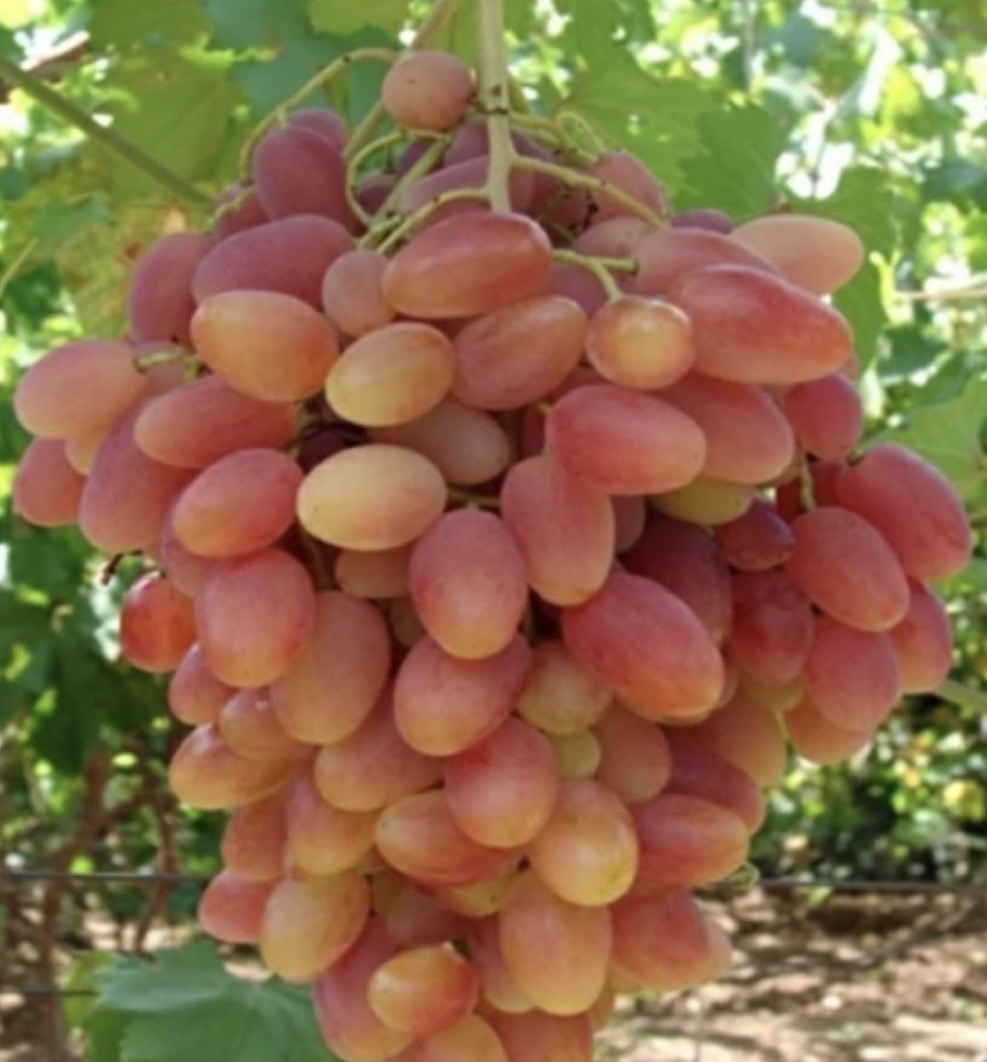 فروش انگورفخری