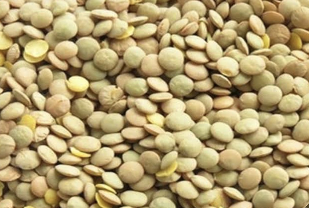 فروش عدس پلویی