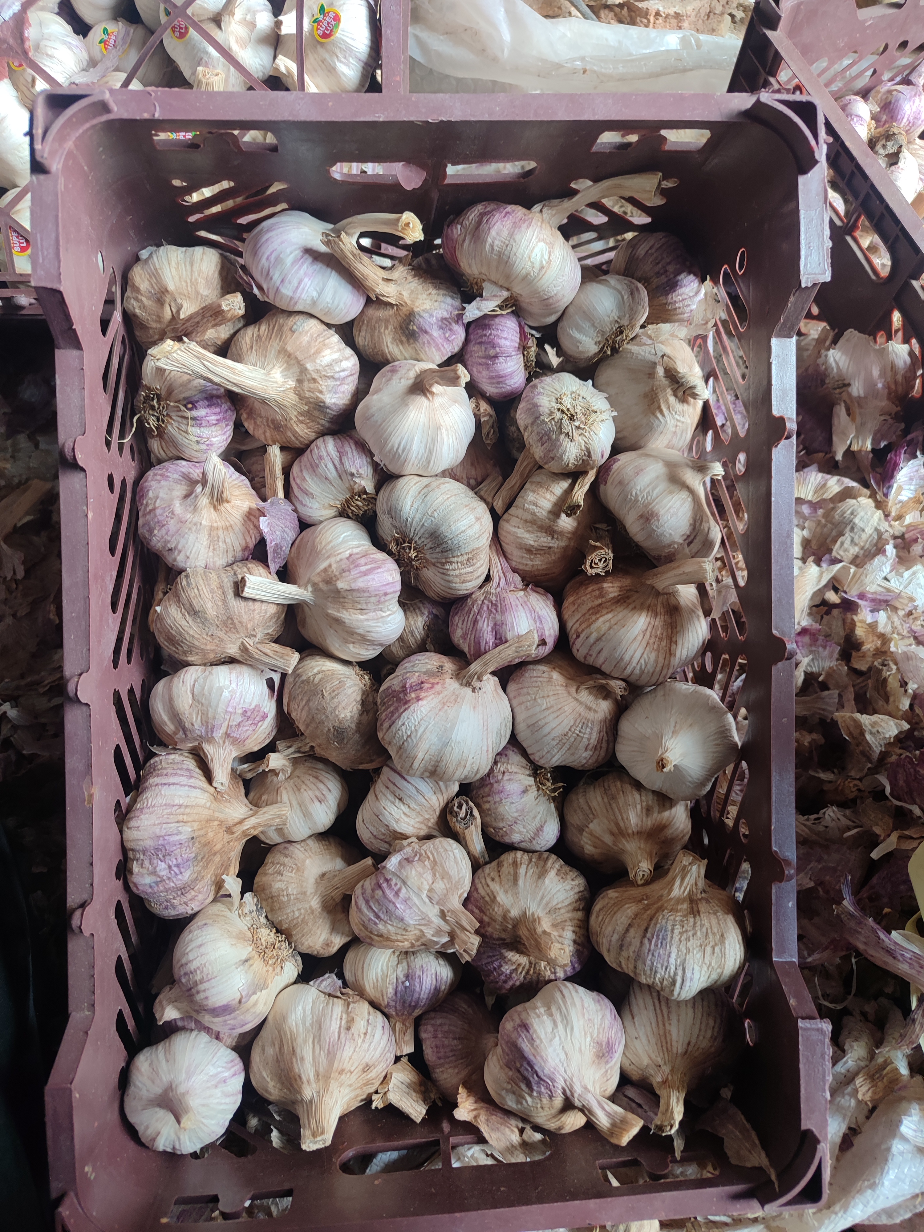 فروش سیر
