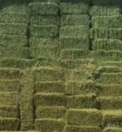 فروش یونجه