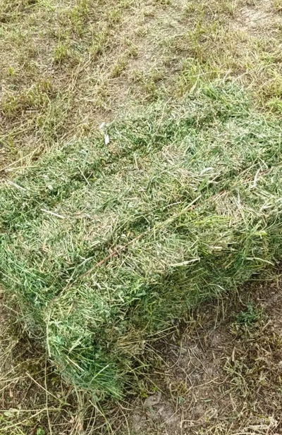 فروش یونجه