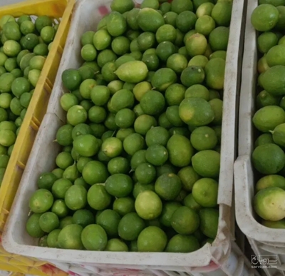 فروش لیمو ترش