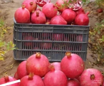 فروش انار