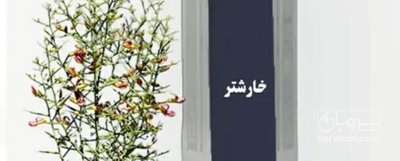 فروش عرق خارشتر