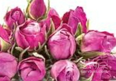 فروش غنچه گل محمدی (گیاه‌ دارویی)