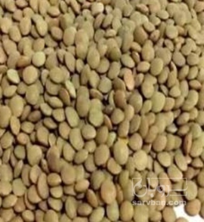 فروش عدس