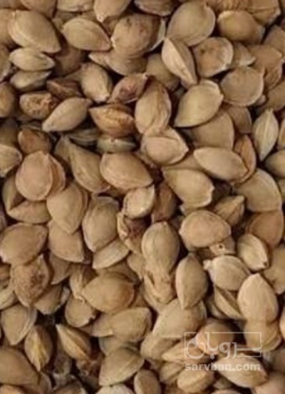 فروش هسته زردآلو